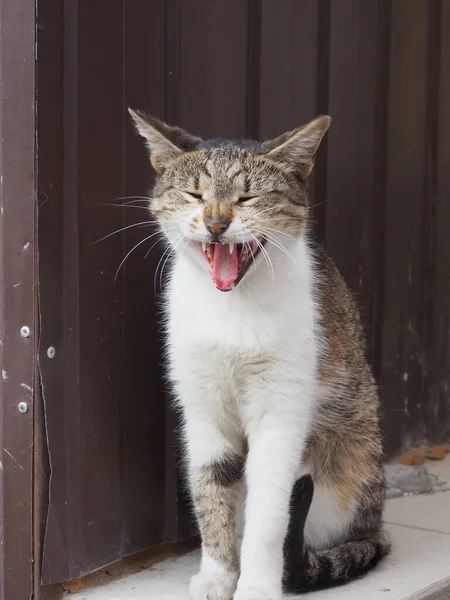 Mischlingskatze gähnt auf der Straße vor dem Hintergrund eines braunen Eisenzauns — Stockfoto