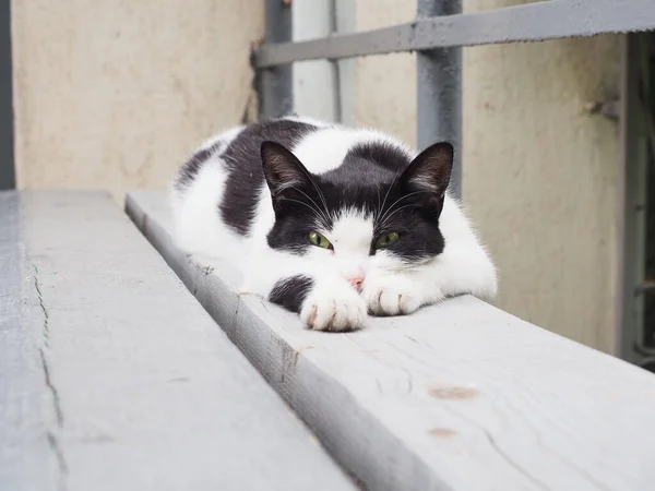 Чорно-білий кіт лежить на сірій дерев'яній лавці з головою між лапами — стокове фото