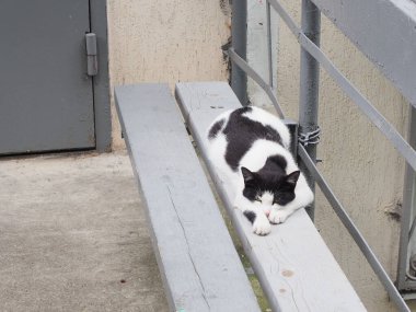 Siyah ve beyaz kedi başını evin yakınındaki bir bankta patilerinin arasına yaydı.