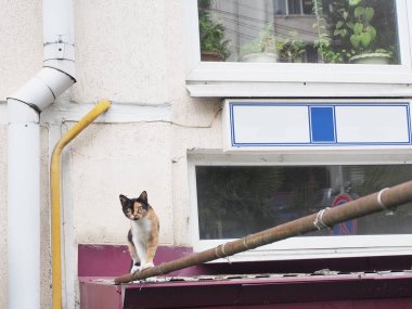 Sevimli bir üç renkli kedi bir binanın duvarına bitişik bir boru boyunca yürüyor.