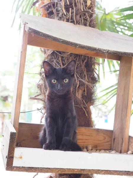 Портрет смішного чорного кошеня, що сидить у дерев'яній годівниці для птахів, що висить на косистій долоні — стокове фото