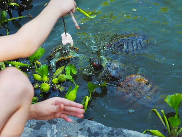 Un niño alimenta a una bandada de tortugas rojas no deseadas flotando en un estanque verde con trozos de carne atados a una ramita —  Fotos de Stock