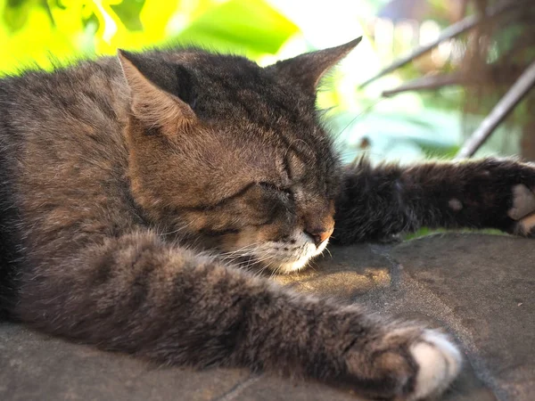 Retrato de um gato rafeiro listrado dormindo na sombra sob um arbusto no passeio. Fechar foto — Fotografia de Stock