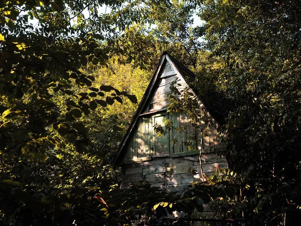 Une vieille cabane en bois se dresse à l'ombre dans les bois sauvages de la forêt verdoyante par une journée ensoleillée d'été — Photo