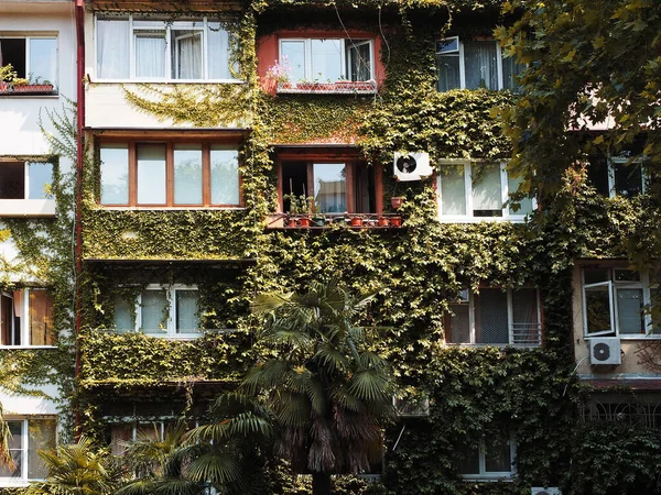 Birçok pencere ve duvarları sarmaşıkla kaplı tipik eski bir ev.