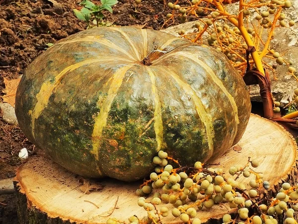 A large green striped pumpkin lies on a tree stump outdoor. Halloween decor in the park — Stok fotoğraf