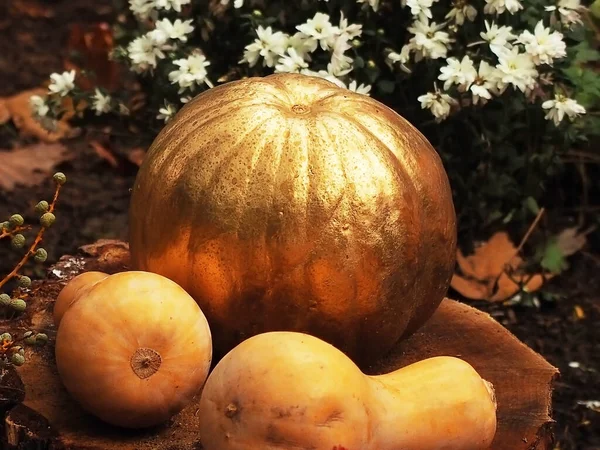A large golden pumpkin lies with two orange pumpkins on a stump in a flower bed. Seasonal Halloween Decor — стоковое фото