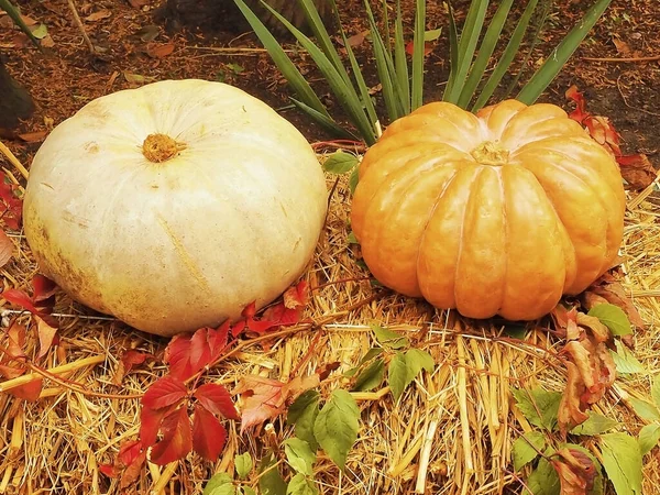 Two large pumpkins stand in the hay in the flowerbed. Halloween autumn composition in the park — Stockfoto