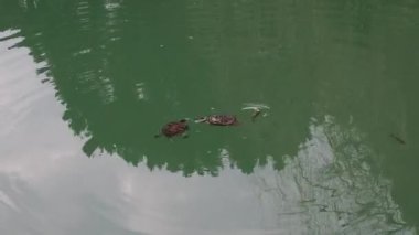 Two turtles and small and large fish swim in the green pond in the park.