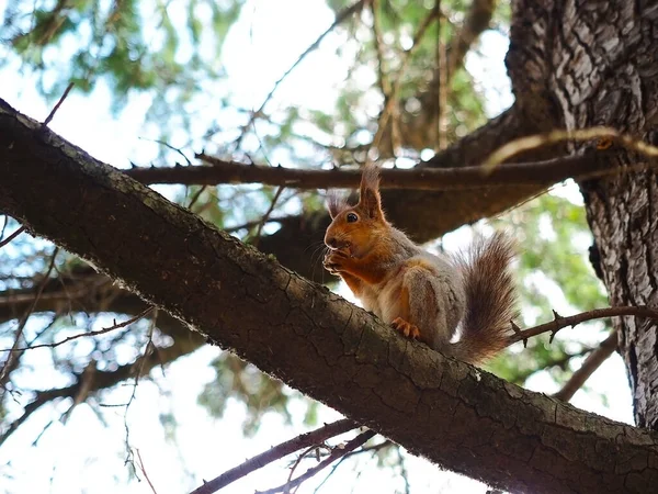 Red-haired gray squirrel gnaws a nut while sitting on a tree branch —  Fotos de Stock