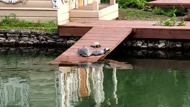 연못 근처 의나무 다리에 일광욕을 즐기고 있는 거북 가족 — 비디오