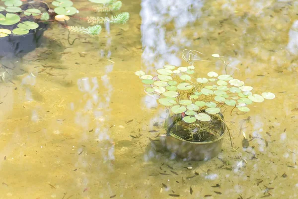 A park pond with clear water and green water lily leaves floating in it. Full screen photo — Stock Photo, Image