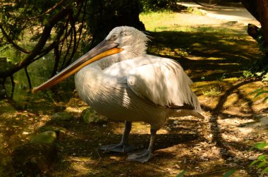 Parkta beyaz pelikan