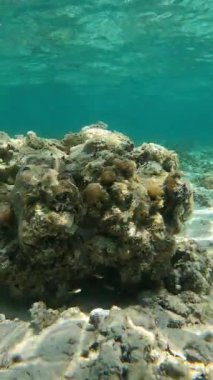 Açık mavi suyu olan su altı mercan resifi..