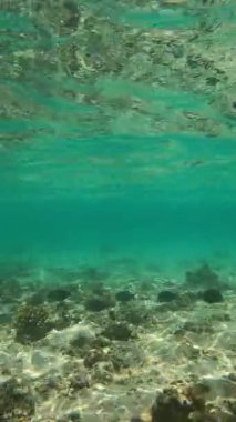 Mercan sualtı manzarası ve okyanustaki balıklar.