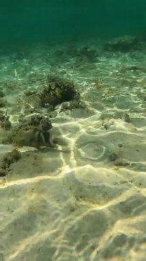 Balık ve mercan resifleriyle dolu sualtı sahnesi.