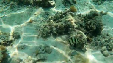 Mercanların arasında yüzen çizgili balıklar..