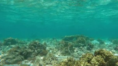 Su altı mercan resifi sahnesi ve berrak su..