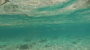 Balıklı berrak okyanus manzarası.