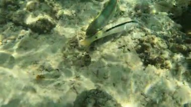 Kumlu okyanus tabanında mercanlarla yüzen balıklar..