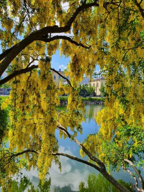 Alpgullregn Mayıs 'ta çiçek açar