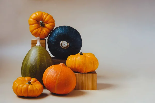 Pomerančové a zelené dekorativní dýně v kreativní podzimní kompozici na trendy zeminy tóny barvy pozadí. Podzim, podzim, Díkůvzdání, halloween minimalismus koncept. Selektivní soustředění. Kopírovat prostor. — Stock fotografie