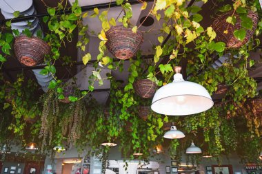 Tavana sabitlenmiş sepetler ve arka planda bulanık restoran içleri olan lambalarla daimi yeşil tırmanma tesislerine odaklan. Moda Biyofilik İç Tasarım Dekoru.