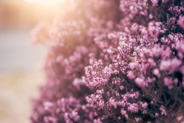 Bulanık bir arkaplanda pembe kenevir çiçeklerini kapat. Seçici odak, gün batımında çiçek açan çalılar. Doğal bahar geçmişi. Boşluğu kopyala.