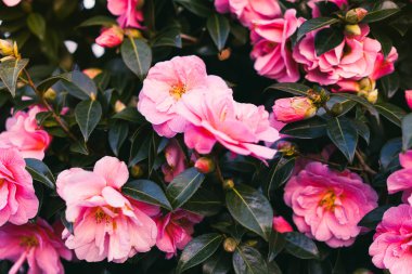 Close up pink camellia flowers with green leaves background. Spring time. Selctive focus.