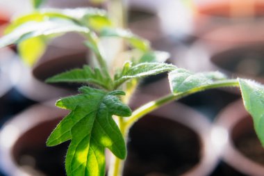 Seradaki domates tohumu saksılarını kapatın. Yeşil yapraklara odaklan. Tarım ve mutfak bahçesi mevsimi.
