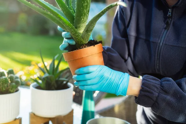 Tangan lebar dalam sarung tangan pencangkokan aloe tanaman ke dalam panci baru di luar ruangan. Berkebun di rumah dan perawatan tanaman. Fokus selektif, menyalin ruang. — Stok Foto