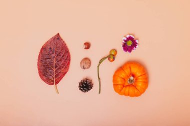 Minimalist Sonbahar kompozisyonu. Mini balkabağı, düşmüş yaprak, fındık, koni, kasımpatı çiçeği ve turuncu arka planda gül üzümü. Sonbahar, sonbahar, Şükran Günü konsepti. Düz yatış, üst görünüm.