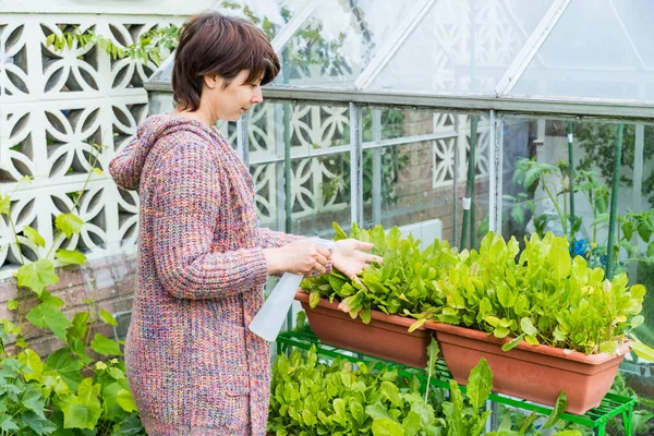 Wanita menyirami taman dapur jamurnya dengan tanaman hijau di luar. Menanam dan menanam makanan di rumah. Gaya hidup berkelanjutan, makanan berbasis tanaman. Fokus selektif. Salin ruang — Stok Foto