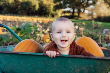 Cute baby joyfully sitting in wheelbarrow with pumpkins on pumpkin patch. Selecting best pumpkins for Thanksgiving and Halloween holidays decoration on farm. Pumpkin harvest. Autumn fall festive mood.