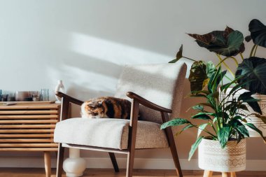 Modern İskandinav iç mekanında, güneş ışığı altında birçok yeşil ev bitkisiyle retro tarzı koltukta uyuyan çok renkli kedi evcil hayvan. Biyofili tarzı. Samimi, higge ev iç tasarımı. Seçici odak.