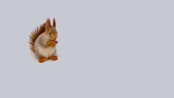 Ardilla comiendo una tuerca sobre un fondo blanco — Vídeos de Stock