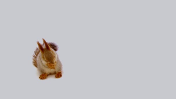 Squirrel washes on a white background — Stock Video