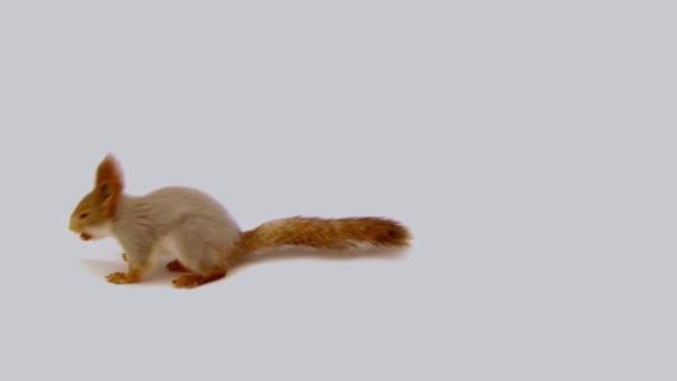 Ardilla comiendo una tuerca sobre un fondo blanco — Vídeos de Stock