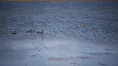 Yaz aylarında göl su yüzeyine. Su Ripples