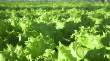 Serada güneşli bir gün, serada marul yetişiyor, bitkilerin arasında kamera hareket ediyor, güneş parlıyor.