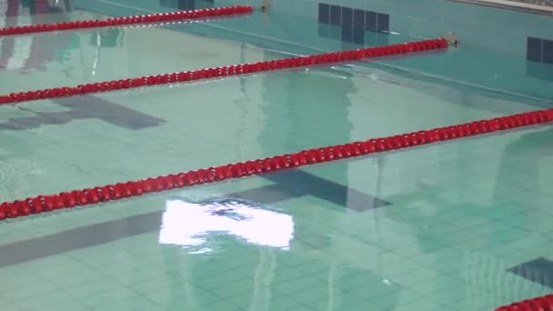 Joven nadadora profesional saltando al agua y nadando en la piscina, mujer entrenando en el agua. — Vídeos de Stock