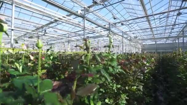大自然，照相机穿过野玫瑰丛林中，可以看到玻璃温室里的玫瑰，室内角度广阔. — 图库视频影像