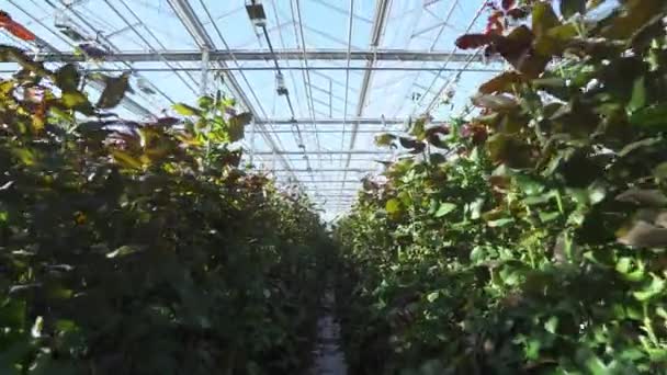 Natur, kamera spänner genom vilda rosenbuskar, utsikt över blommor rosor inne i glaset växthus, vidvinkel inomhus. — Stockvideo