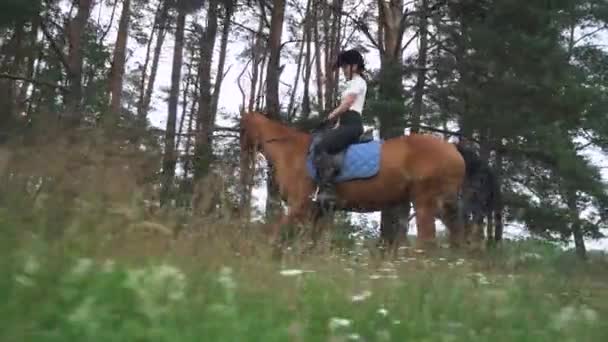 Jezdkyně na koni na koni v blízkosti lesa, na koni kráčející po lesní cestě, jezdkyně na koni. — Stock video
