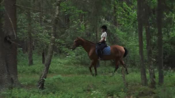 Hembra a caballo en el bosque, paseo a caballo por un sendero forestal, cabalgata en un caballo, vista a través de los árboles. — Vídeo de stock