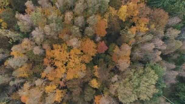 Autunno, veduta delle foreste miste dall'alto, volo sugli alberi dorati. — Video Stock