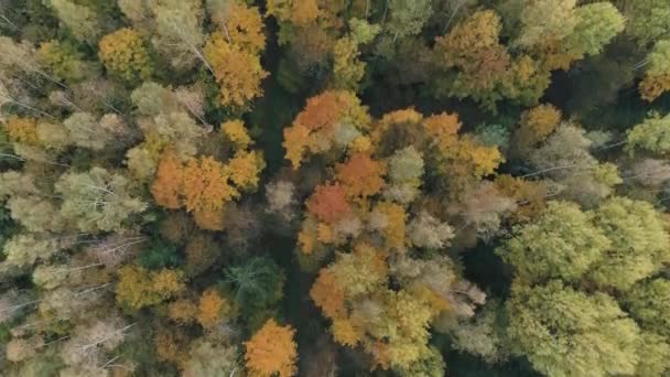 Ősz, kilátás vegyes erdők magasból, repülés az arany fák felett. — Stock videók