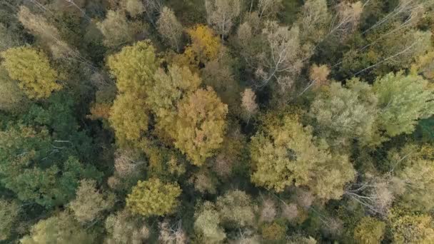 Ősz, kilátás vegyes erdők magasból, repülés az arany fák felett. — Stock videók