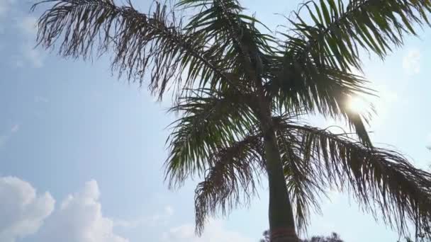 Vista tropical de una palmera contra un cielo azul, vista de los rayos del sol a través de las ramas de una palmera, humor tranquilo. — Vídeos de Stock