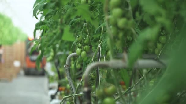 Zbiory w szklarni, widok na gałęzie z pomidorami, uprawy warzyw w szklarni, wózki widłowe na rozmytym tle. — Wideo stockowe